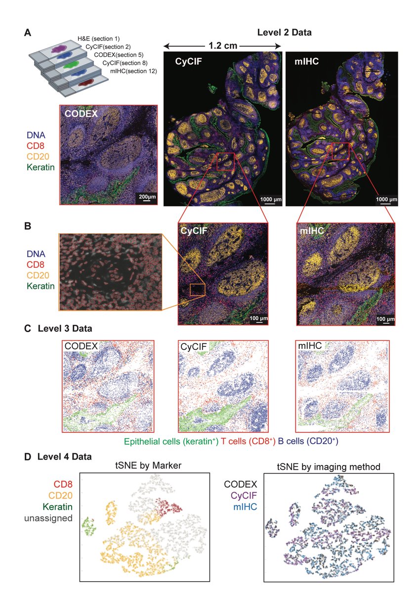 DenisSchapiro's tweet photo. 4/4 – Thanks to all co-authors and funding sources 
@DamonRunyon @Ludwig_Cancer @NCIHTAN @snsf_ch (Attached an example of consecutive images analyzed with different #HighlyMultiplexedImaging technologies) https://t.co/GHGjxbGUWl