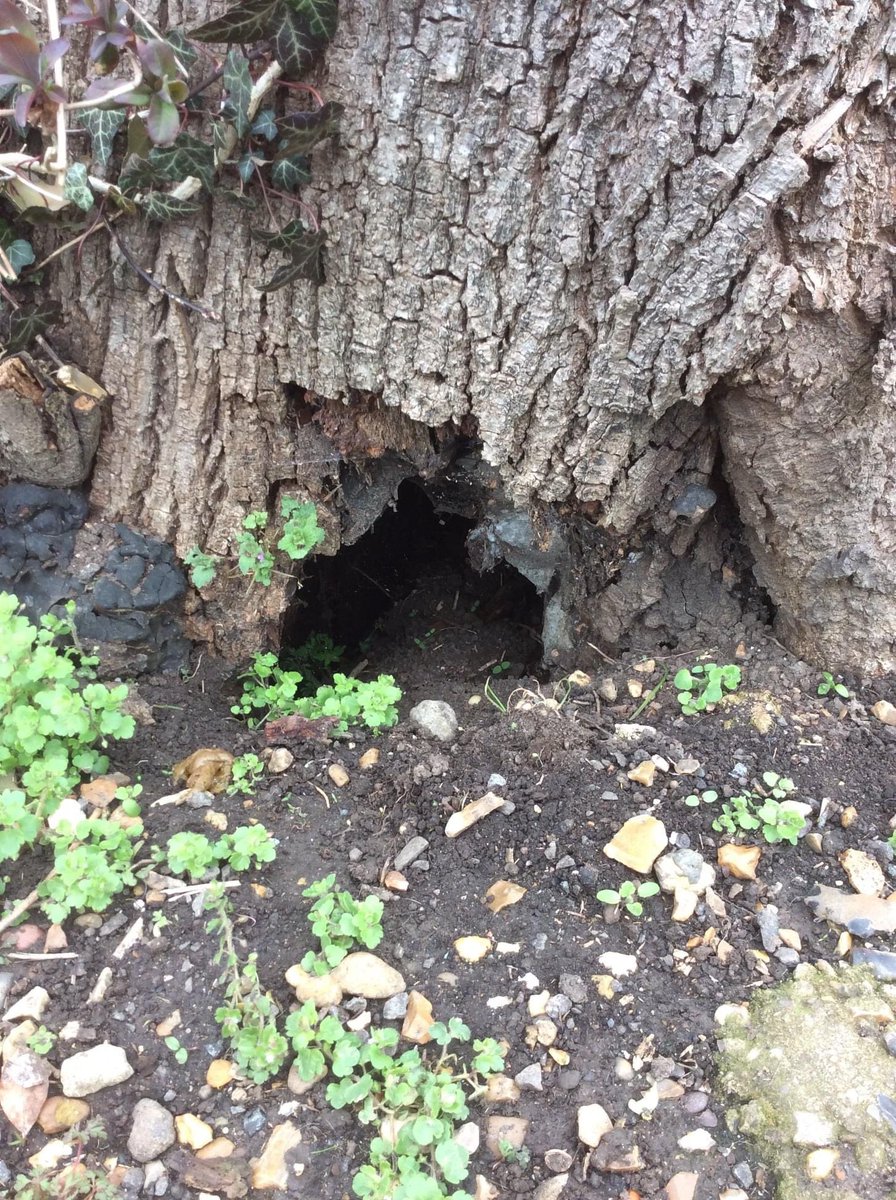 AcademyWsm's tweet photo. What lives in a hole like this? On a Spring walk that we went on today we saw a tree stump with a tiny hole in it. The tree had probably ben chopped down. The hole is a portal to the magical world. The magical world is very beautiful.  It has fairies &amp; unicorns in it! 
- Dolly YR https://t.co/8piLTN9mhn