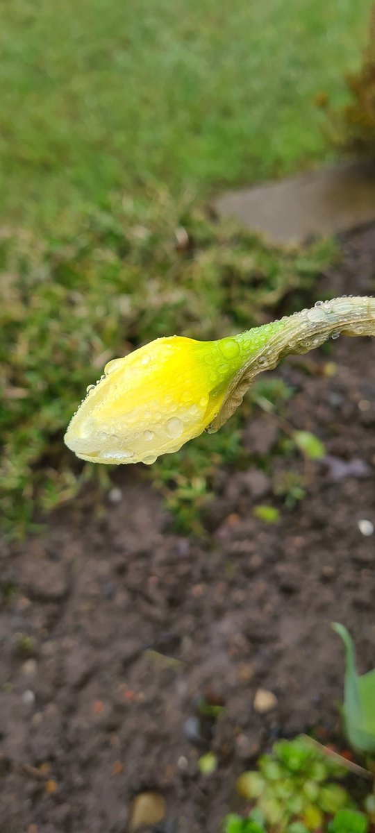Girlygolfer2013's tweet photo. So many drowned flowers this morning on my stroll. Lovely colours but they looked so sad covered in big rain droplets
#walkinwinter
#springflowers #TwitterNatureCommunity #NaturePhotography @wildflower_hour @BSBIbotany
#appicoftheweek
#GreenRecovery https://t.co/04DPwQbRif