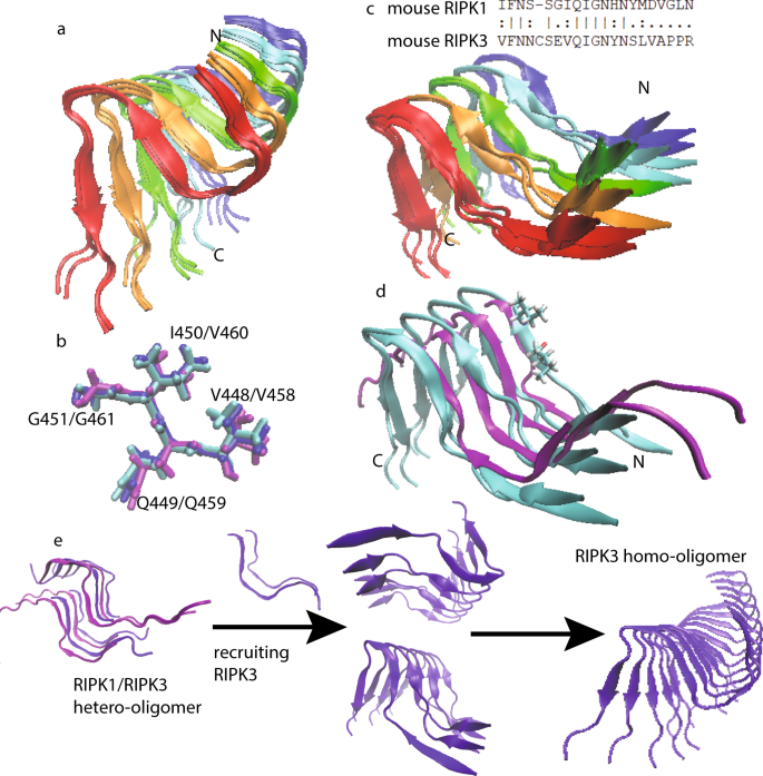 NatureComms's tweet photo. The labs of Hua-yi Wang &amp; Jun-xia Lu @ShanghaiTechUni present the solid-state NMR structure of the murine Receptor Interacting Protein Kinase 3

https://t.co/U5iNdsev7D https://t.co/PEVTpSSWbn