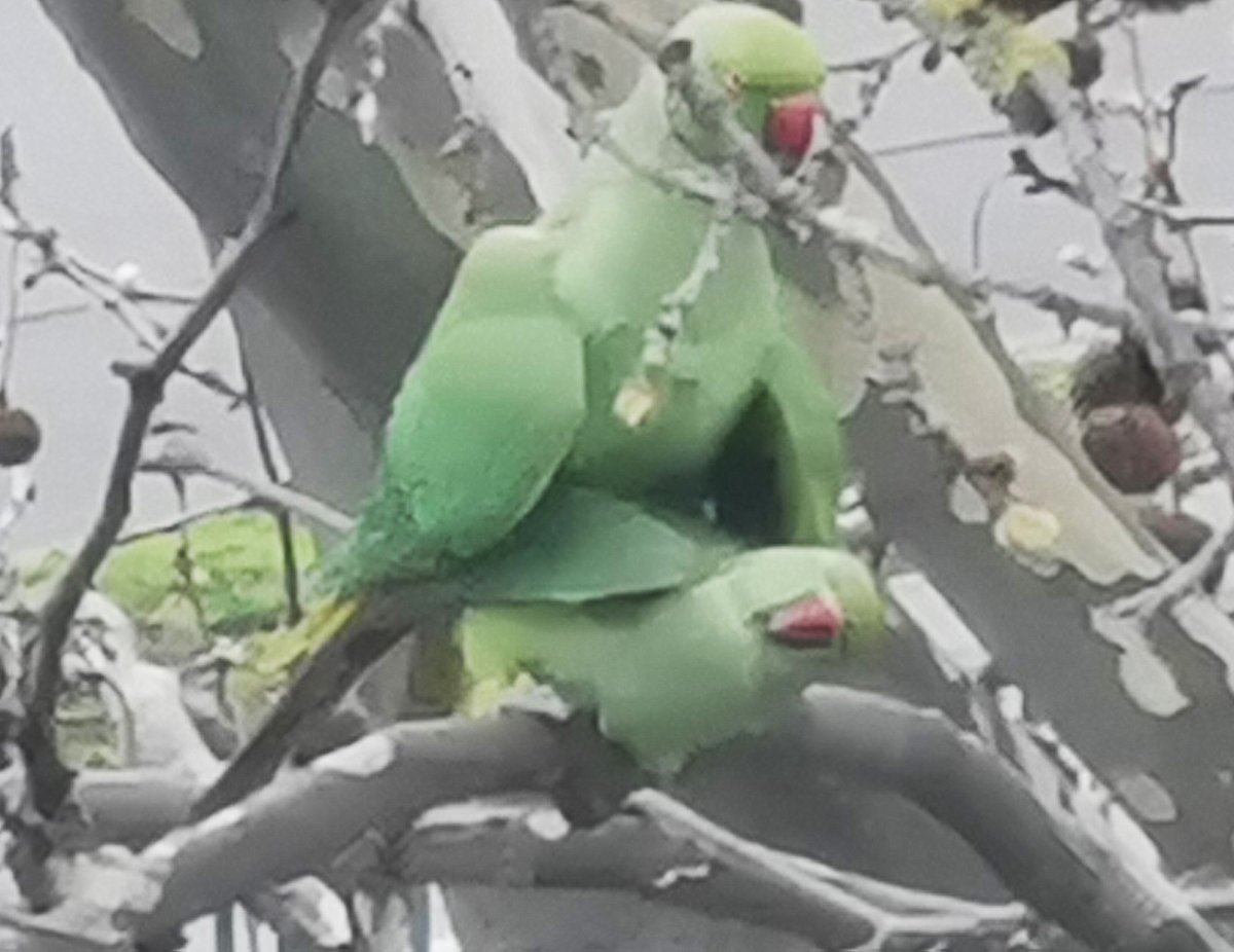 Habt ihr euch nicht auch schon oft gefragt, woher die vielen grünen Papageien in Mannheim kommen....?