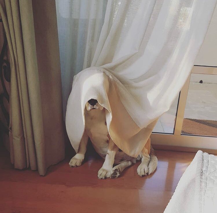 natyleprechaun's tweet photo. @virh0e Mi viejito ya tiene 14 años, aaah pero sigue siendo un desmadre cuando esta despierto https://t.co/GhvXTbrvkA