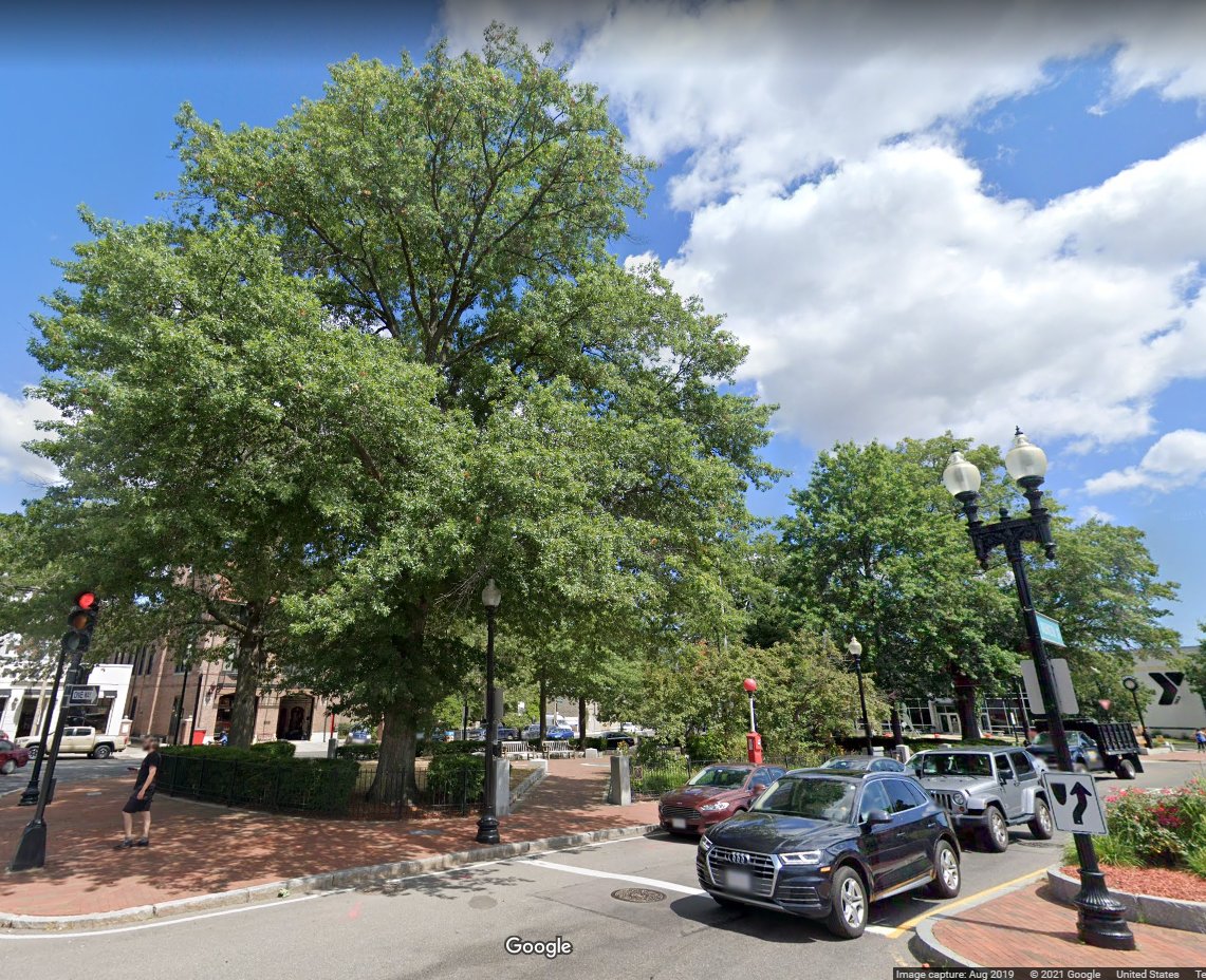 Trees_Boston's tweet photo. Check out this amazing submission to our tree walks by Charlie V: "These four oak trees are about 70 years old, and they define the #OakSquareCommon"- Don't forget to tell us about your favorite #trees so we can include them on our #treewalks. Submit here: https://t.co/qcAZ3z3RwK https://t.co/Fr62dd7PeH