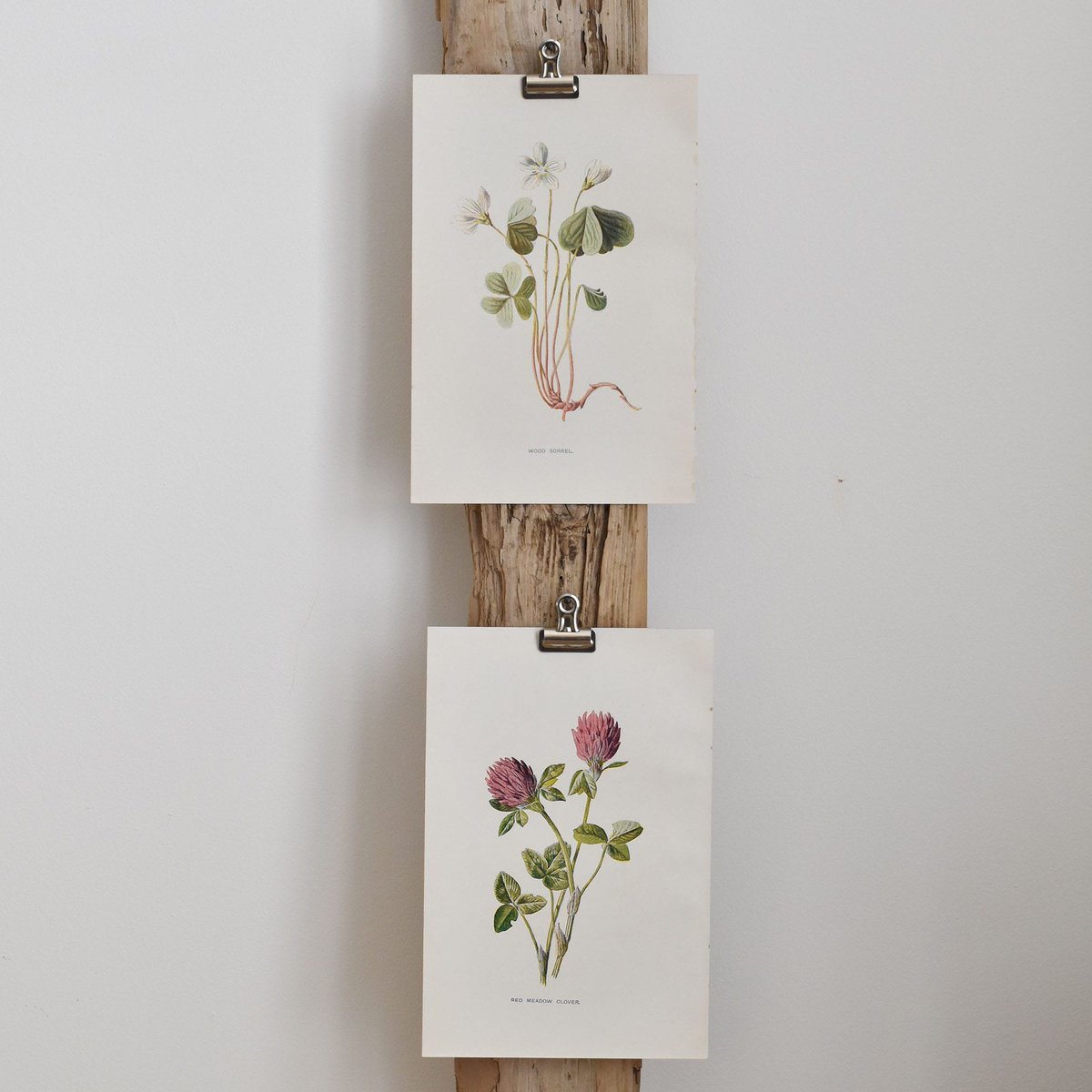 #HappyStPatricksDay! There is much confusion over which botanical species is considered the "true" shamrock, following several botanical studies dating as far back as 1597. Red clover &amp; wood sorrel have both previously been considered a "shamrock" ☘ #botanicalillustration