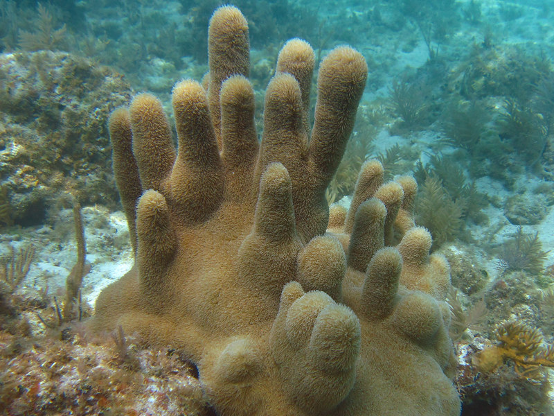 This #WildifeWednesday is diving in to discover pillar coral! These rare corals grow upward in tall pillars, sometimes reaching over 10 feet tall! If you see a pillar coral, you'll likely enjoy their charismatic polyps that give the coral a fuzzy appearance when extended. (1/2)