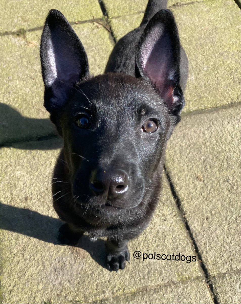 PSOSDogs's tweet photo. NEW PUP ALERT - please welcome TPD Vader, an 8wk old Belgian Malinois who will be trained as a General purpose dog and based in Glasgow ๐ด๓ ง๓ ข๓ ณ๓ ฃ๓ ด๓ ฟ #TPDVader #PuppyDogEyes #ReturnedFromTheDarkSide ๐พ https://t.co/hKW7wnBetg