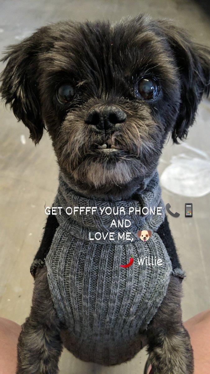 ChiliTheresa's tweet photo. 🌶️Willie 🐶 says: GET OFFFF 📱📞 YOUR PHONE AND LOVE ME
#ADogsDay #DogsNeedLoveToo https://t.co/odnOrfdLyp