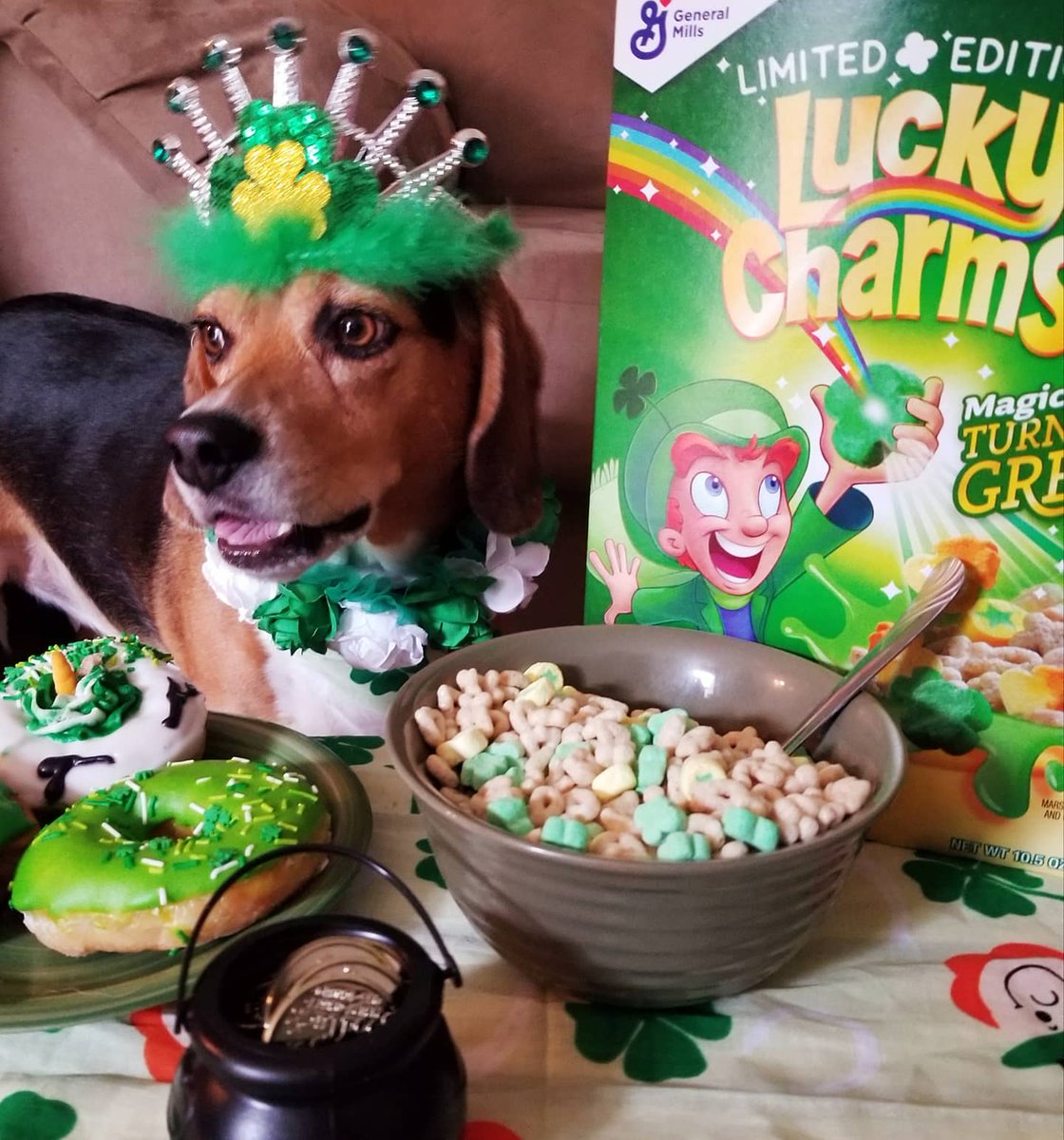 Happy St Patricks Day!🍀🍀🥰💚🐾
#stpatricksday #luckycharms #magicallydelicious #beagle #dogsoftwitter #thatpupzoey