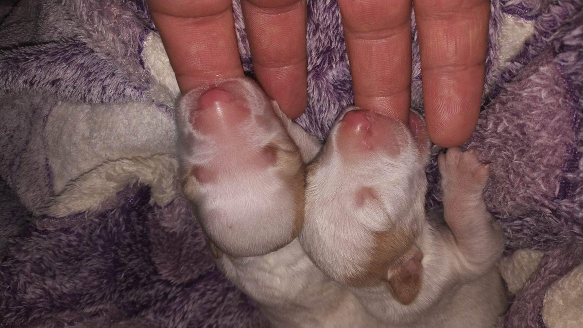 siviaromera1's tweet photo. UNO+ Asociación Protectora de animales
El próximo 23.03.2021 a las 12 de la mañana se celebrará juicio oral en La Sala de lo Penal del Juzgado de Teruel contra la presunta autora del asesinato de KIKO Y KIRA
Torturados y asesinados murieron AHOGADOS AMORDAZADOS Y ATADOS
JUSTICIA https://t.co/Q64e9KnqQu