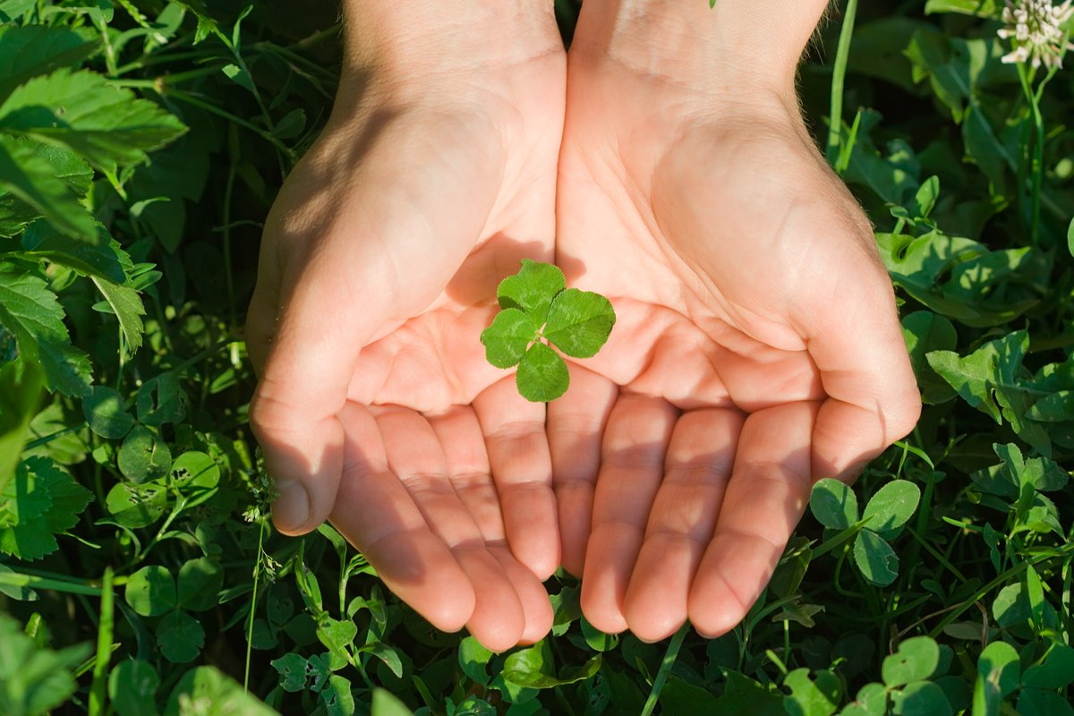 As kids, we searched endlessly in clover patches for the elusive 4-leaf clover. Who else remembers doing this? #stpatricksday