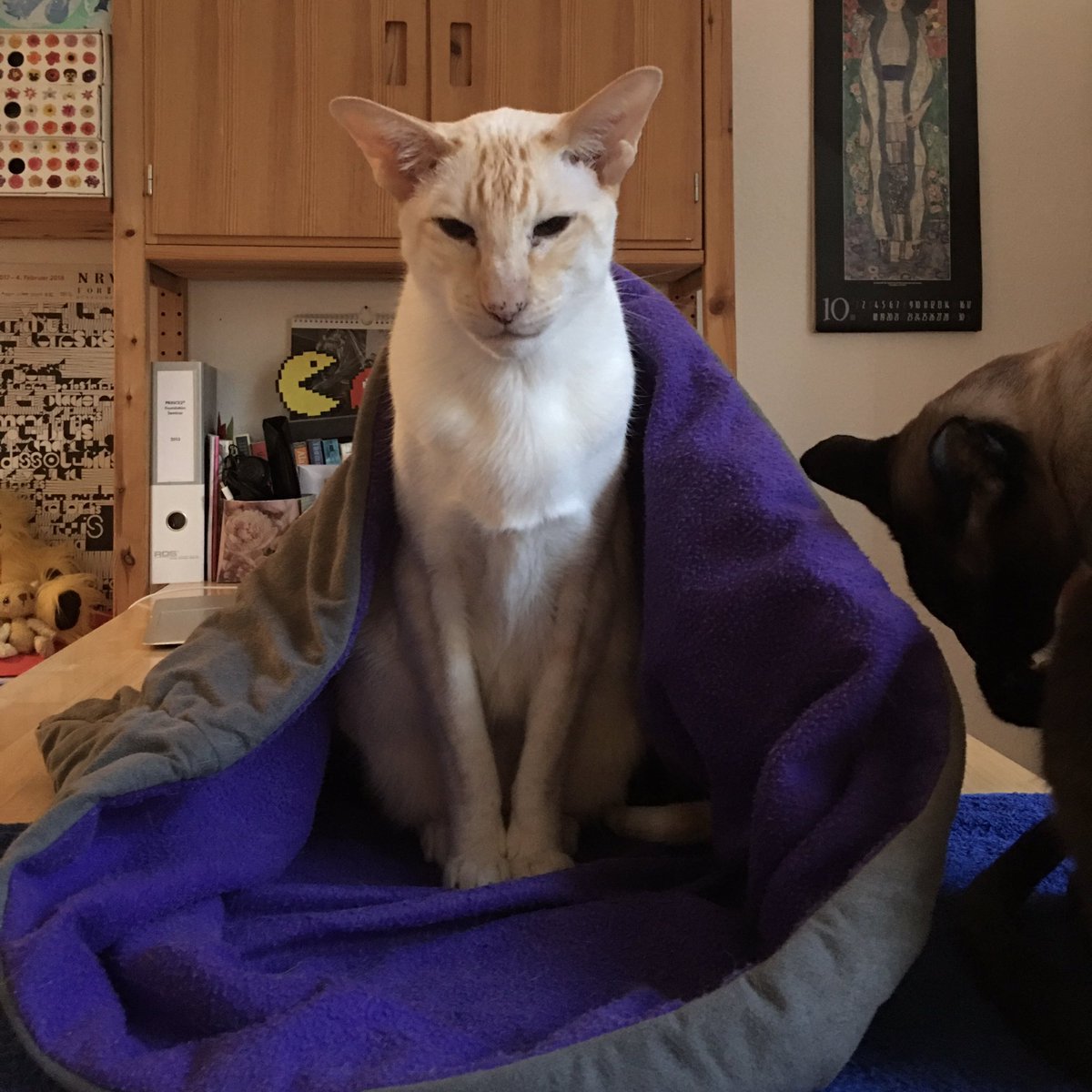My sleeping bag is my castle. And there’s always room for a sweet one. (hint: It’s not Sammy) <a href="/BengalWilma/">Wilma & Frank 🌈 & Nell The Bengals</a>
