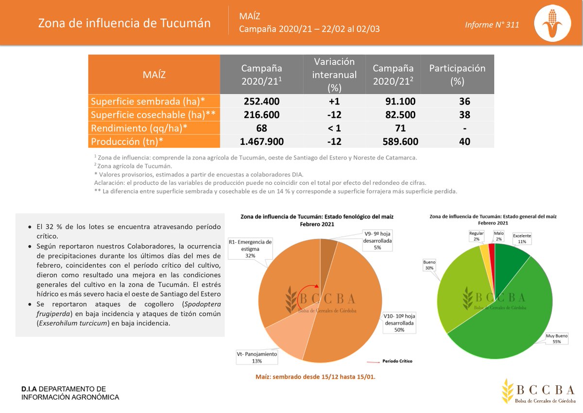 [Cultivos] Tucumán
Primera estimación de producción 2020/21
  
🌽#Maíz: Se espera que la producción alcance los 1,5 mill de tn. El rendimiento prom 68 qq/ha.
🌱#Soja: Se estima un valor de 1 millón de tn en el área de influencia, y un rinde de 29 qq/ha.

💻bit.ly/3vxLS4Z