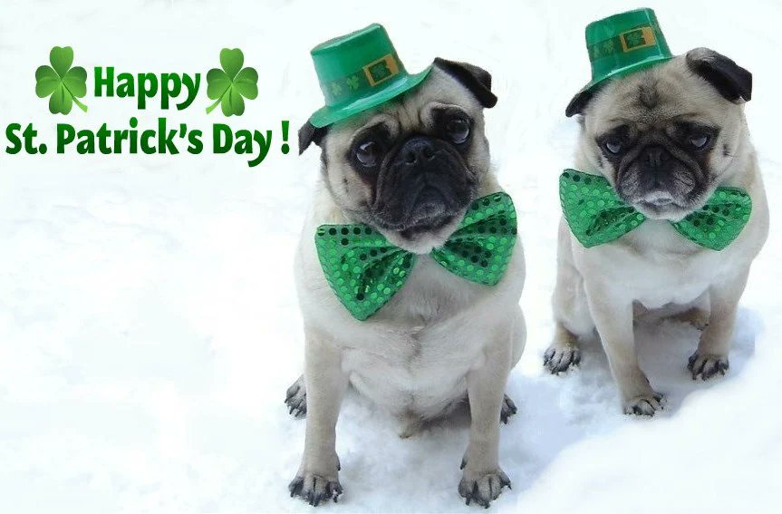 CCPAACTX's tweet image. Happy St. Patrick&apos;s Day!

#stpatricksday
#cutedogsoftwitter
#PAAC 
#luckoftheirish