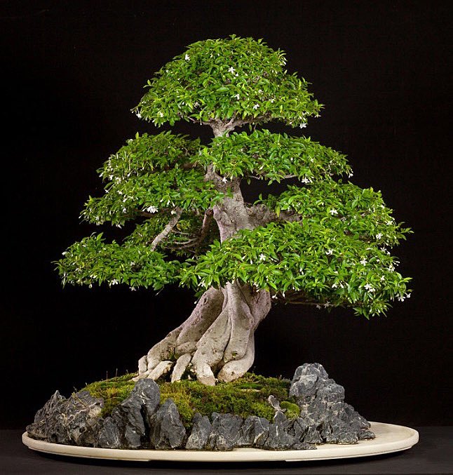 Water Jasmine (Wrightia religiosa) training age unknown  gifted to Chinese  collection in 2002 by Dr. Tang Quoc Kiet. Water jasmine is a popular  material for #bonsai in Southeast Asia. This tree