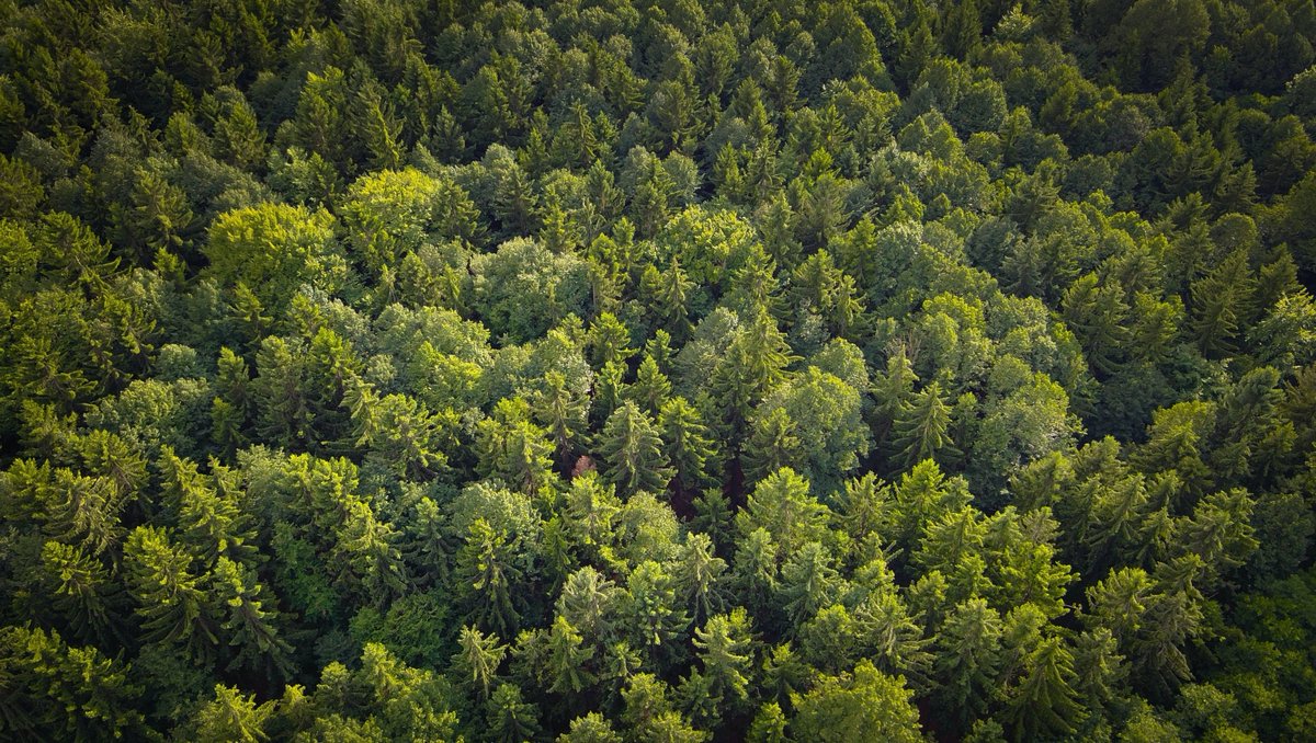 Tropicoal Ignition tweet media