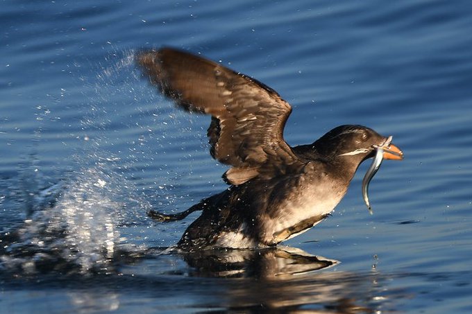 visitVIdotcom's tweet photo. RT @orcaspiritvic: #DidYouKnow?! Rhinoceros auklets can dive as deep as 57 meters (187 ft) for as long as 148 seconds? They swim underwater to chase prey, driving it toward the surface, then grasp it with their bill.
@PwwaNw
#VictoriaBC #VancouverIsland #BC #auklets https://t.co/30HOWJPExo