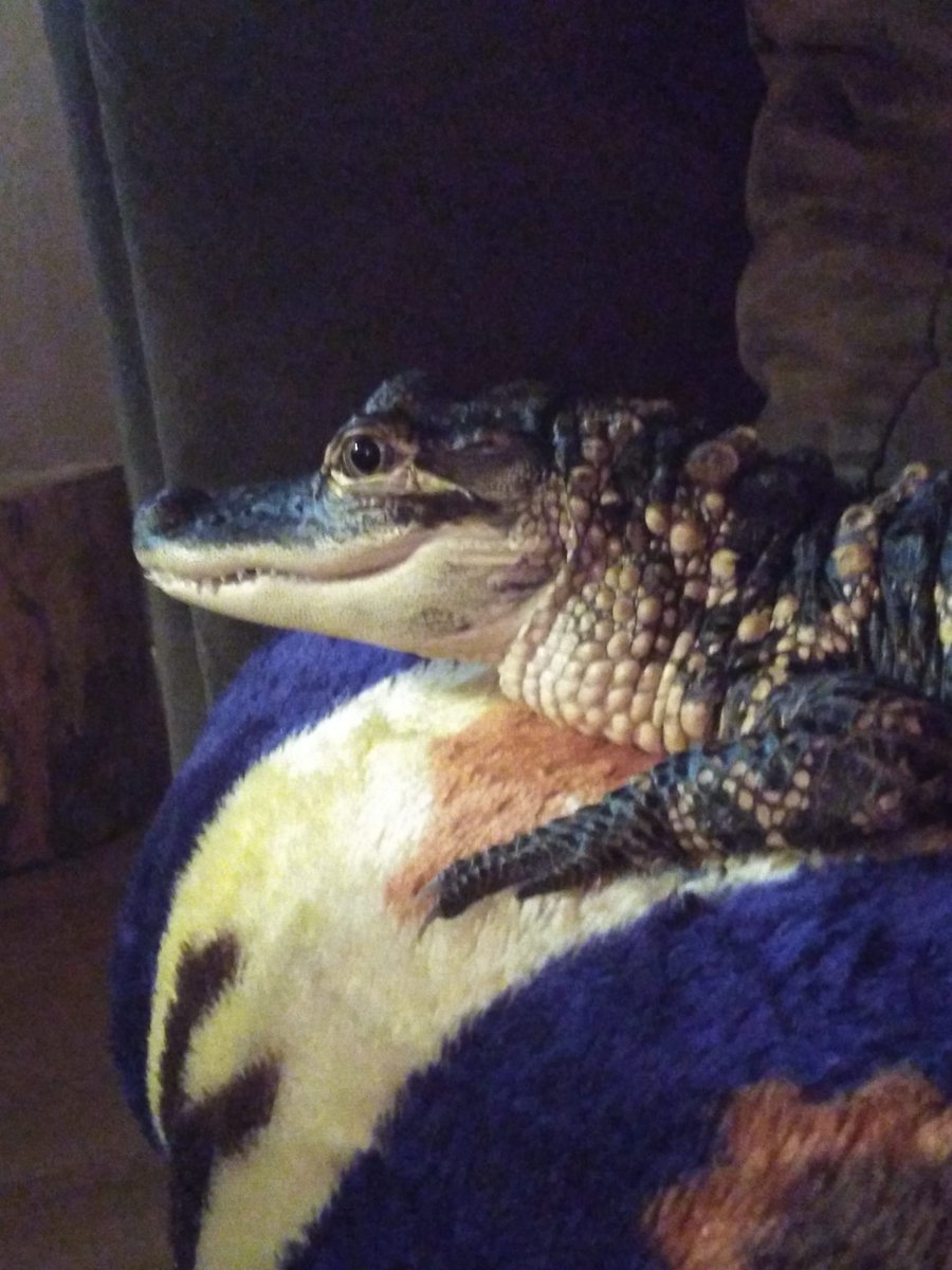 GatorsDaily's tweet photo. if you're cold, they're cold.

bring them inside. https://t.co/SY8I7JnhZZ