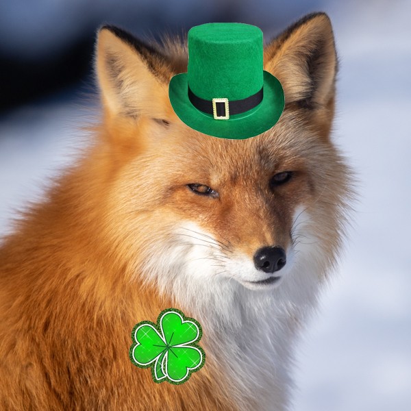 Happy Saint Patrick's Day from Jade the fox and all of us here at AWCC! ☘️💚🌈

#saintpatricksday #animals #saintpatrickday #saintpattysday #foxes #wildlife