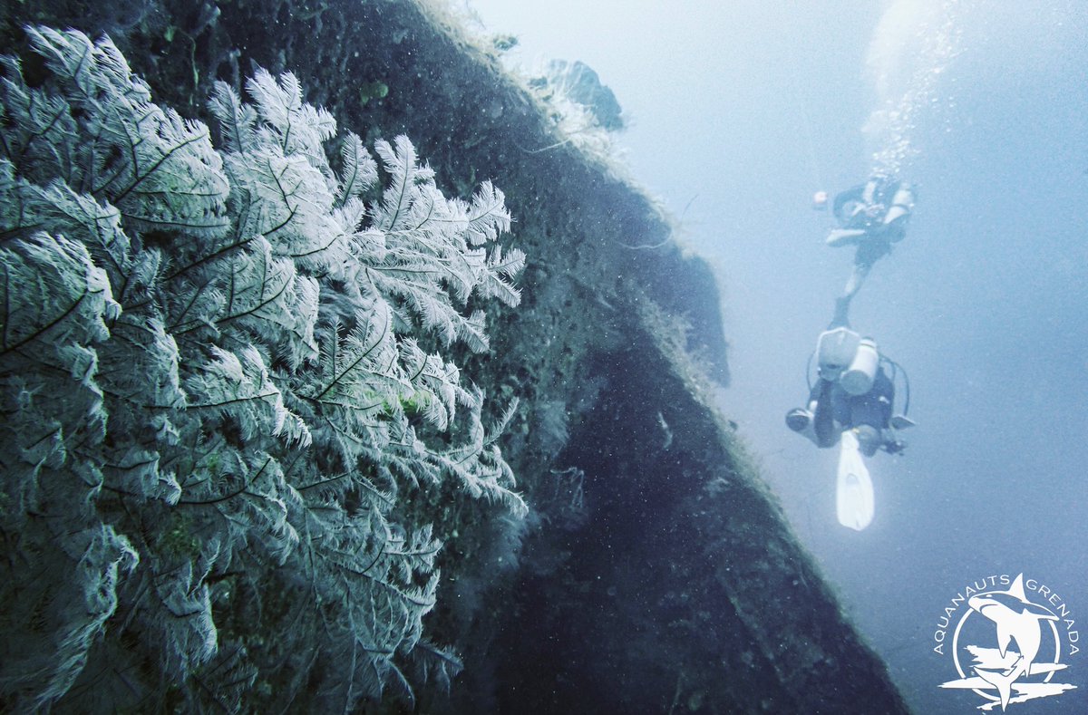 Wreck Wednesday 🚢

Have you dove the “Titanic of the Caribbean” yet!?

October 24th with be the 60th anniversary of the sinking of Bianca C!

Come dive this historic wreck with us 🌊