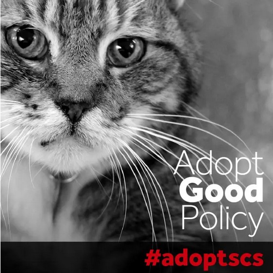 HSPPR's tweet photo. Socially conscious sheltering will create the best outcome for every cat and dog in a Colorado shelter. Join the movement today! #adoptgoodpolicy #adoptscs https://t.co/wCWOuE3Jsj https://t.co/bJrcoeOlkK