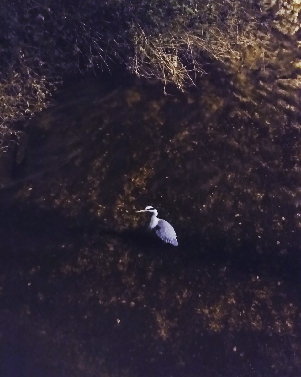 OsneyBird's tweet photo. We're all just walking each other home https://t.co/1sl0ozFbvL