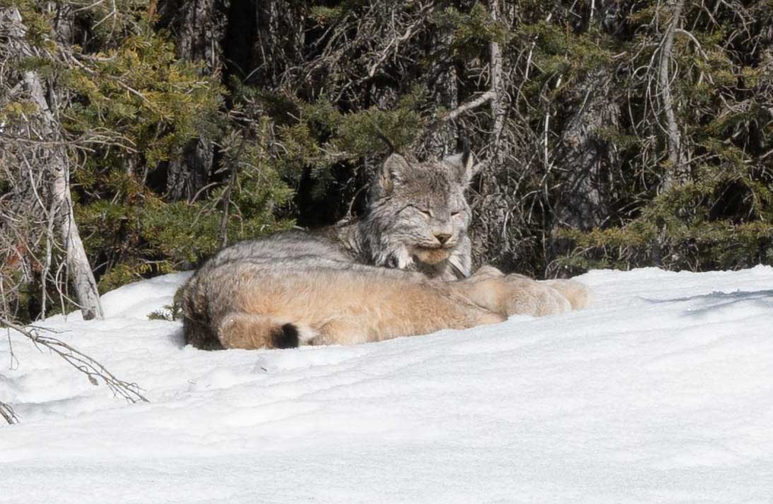 LaureenHarper's tweet photo. Saw this handsome one on the trail today. I think (s)he was enjoying the sun as much as I was. What a glorious day to be in the mountains. https://t.co/v8aEpoKBmk