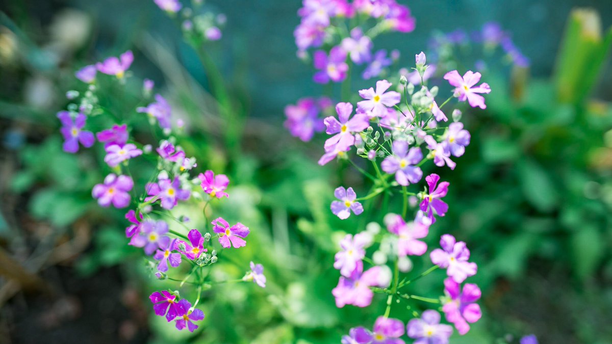 春の風を待つあの花のように