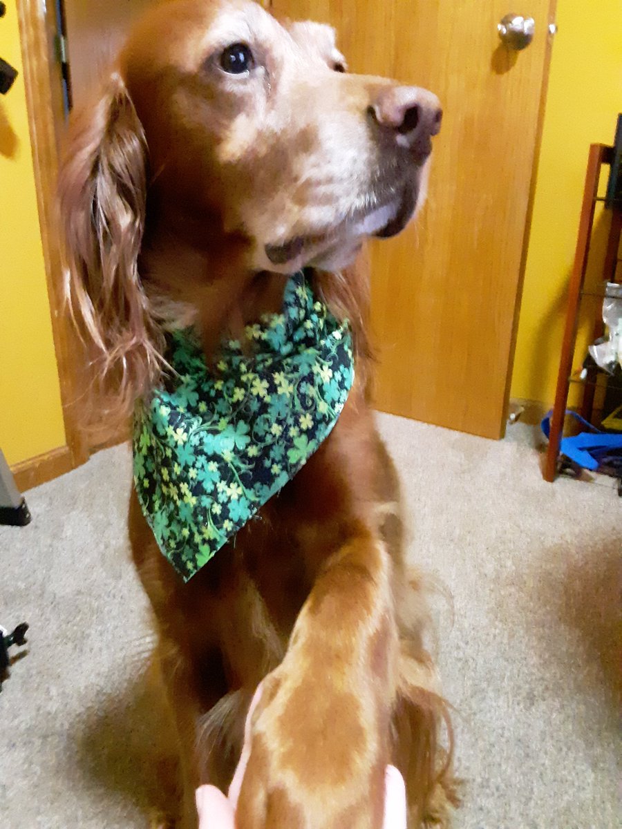 BridgerJody's tweet photo. @Ozone72 @irish_setters @MahoganySodpaws Dixie is celebrating her day with a cool scarf! https://t.co/vTOXZ8XYPR