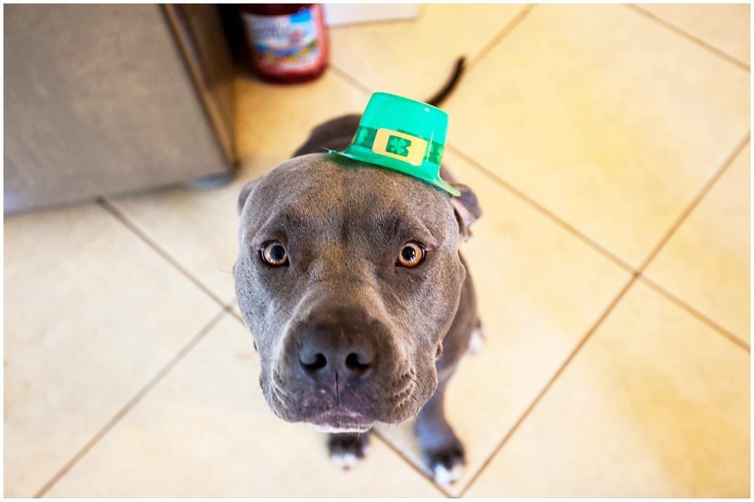 theBluecifer's tweet photo. #HappyStPatricksDay #Dog #dogstyle https://t.co/K1sNNPFwUf