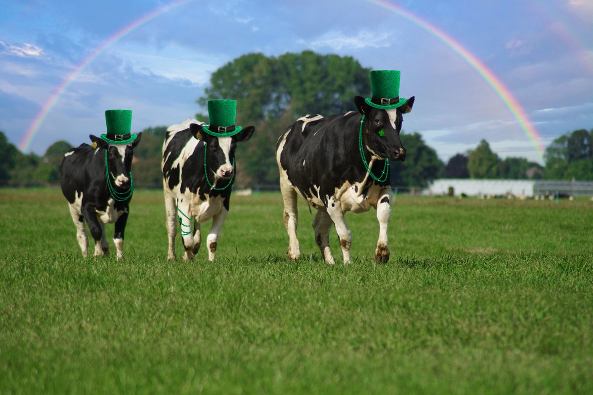 All of us heading out to celebrate #StPatricksDay 🧀🐮🍀
#cheese #cows #cheddar