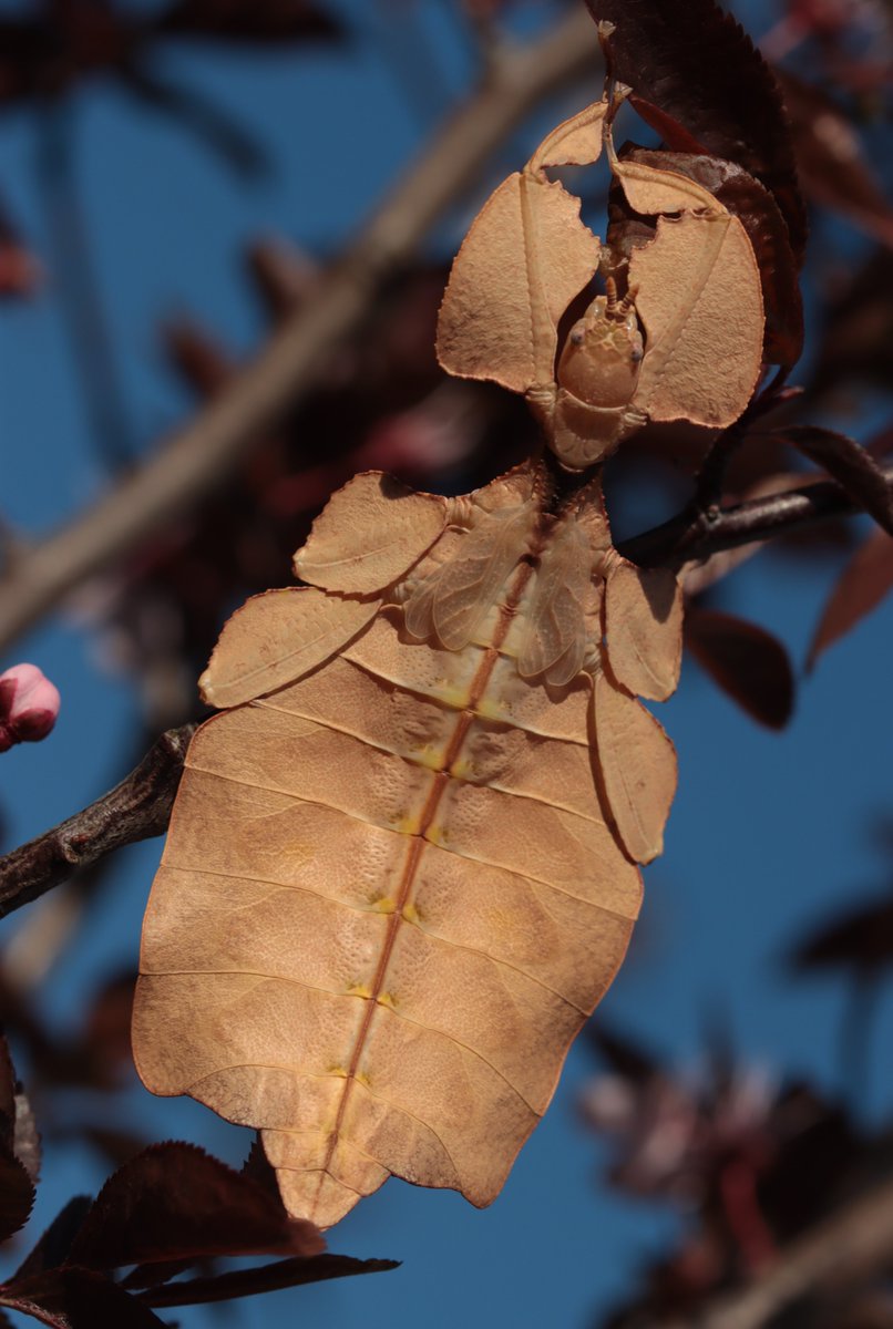 HarbsPics's tweet photo. Phyllium ericoriai "Ibong Sapa", adult female, male, and sub adult brown female.
#Phylliumericoriai #IbongSapa #phyllium #stickinsect #stickbug #leafbug #bug #camoflage #insect #macro #photography #nature #animals https://t.co/sQiTGQfS5g