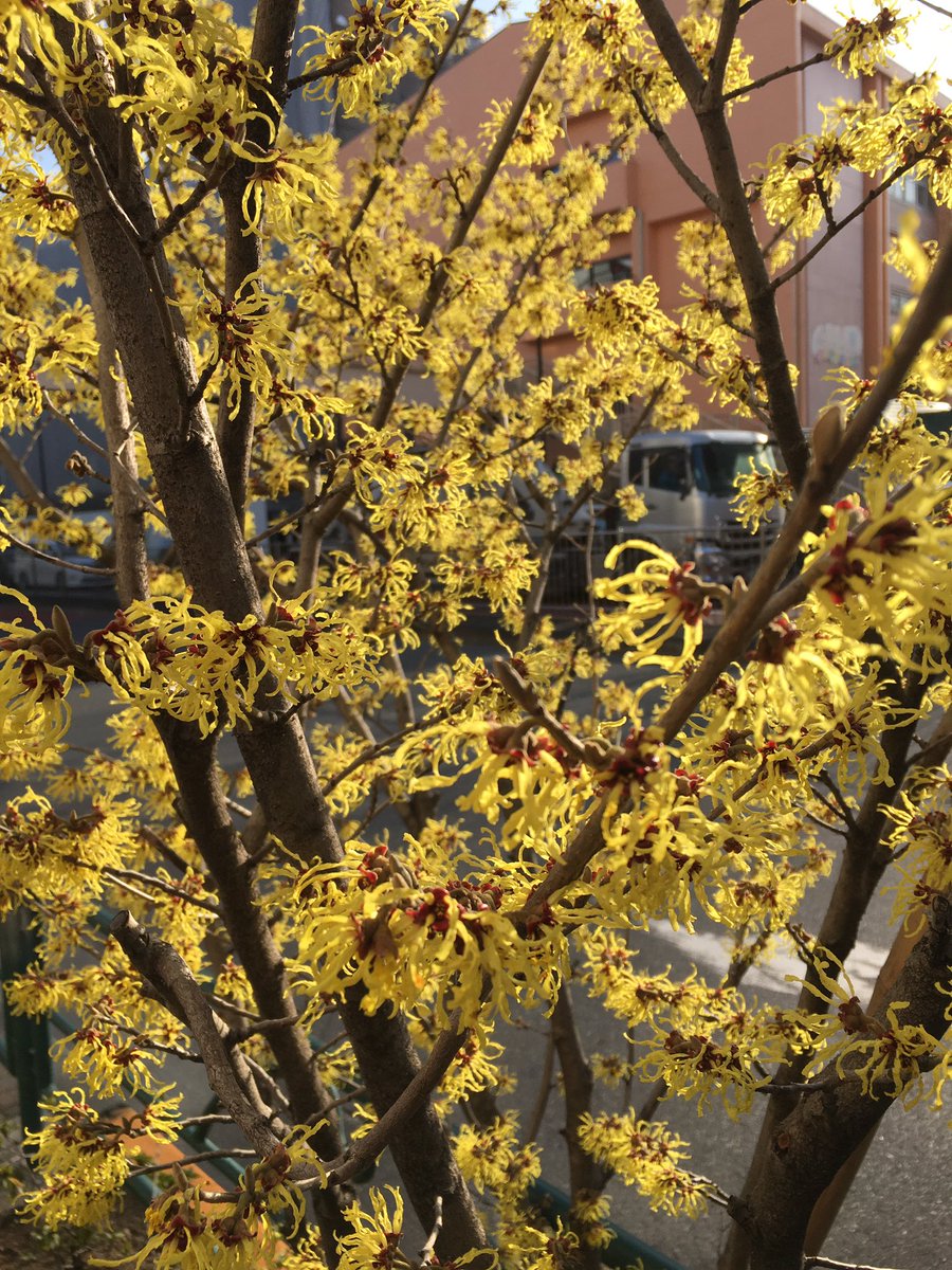 Beat Cafe おはようございます 都内台東区入谷の喫茶店 Beat Cafeです ハンドドリップ 主にジャズかけてます 今朝日暮里駅近くで黄色い花の木を発見 名前はわかりませんが春らしい優しい花でした 韓国の春の花ケナリ和名れんぎょうを思い出しました