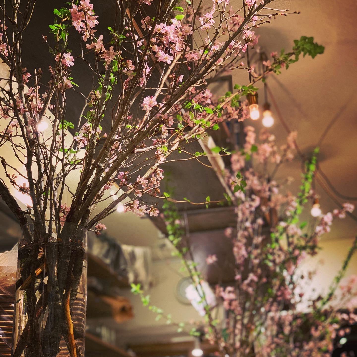 お花見カフェ Twitter Search Twitter