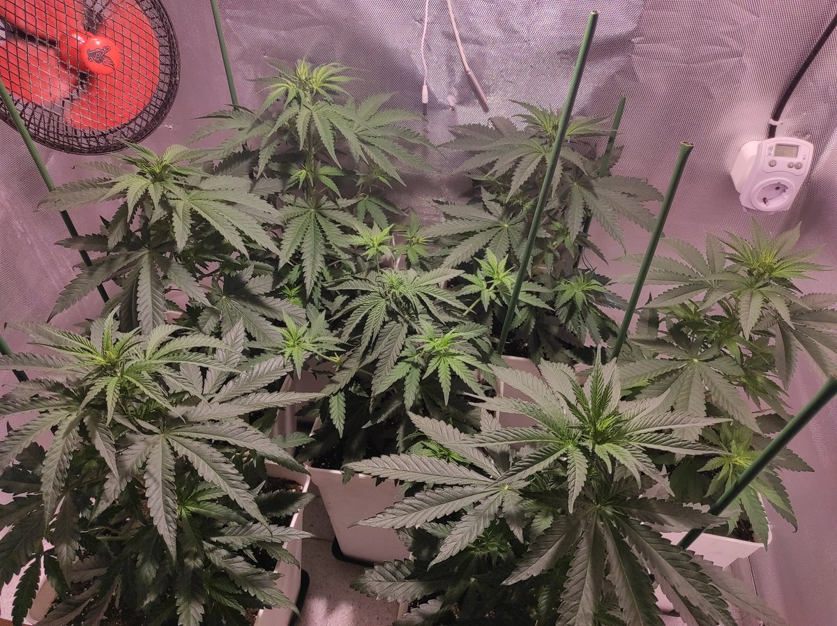 HuertodePepito's tweet photo. Estás #BigBud de @SensiSeeds están en su segunda semana de floración. Parece que cada fenotipo va formando su estructura. Día 10 de floración.

Último riego 
pH 6.4
Ec 1.093 ms https://t.co/FmnZNJHrDW