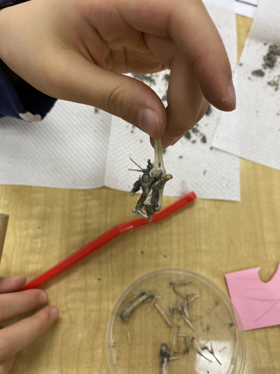 hannagross44's tweet photo. today I got to hang out with a class full of scientists and dissect owl pellets!! Loved watching these littles brains work as they dug through finding bones and identifying them! the best day!! #skedchat #preinternship #studentscience #handsonlearning https://t.co/1Y62vBb3b0