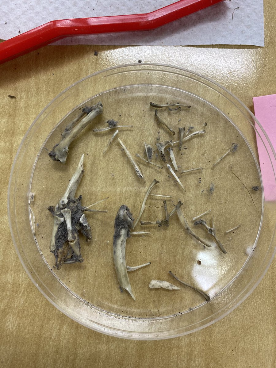 hannagross44's tweet photo. today I got to hang out with a class full of scientists and dissect owl pellets!! Loved watching these littles brains work as they dug through finding bones and identifying them! the best day!! #skedchat #preinternship #studentscience #handsonlearning https://t.co/1Y62vBb3b0