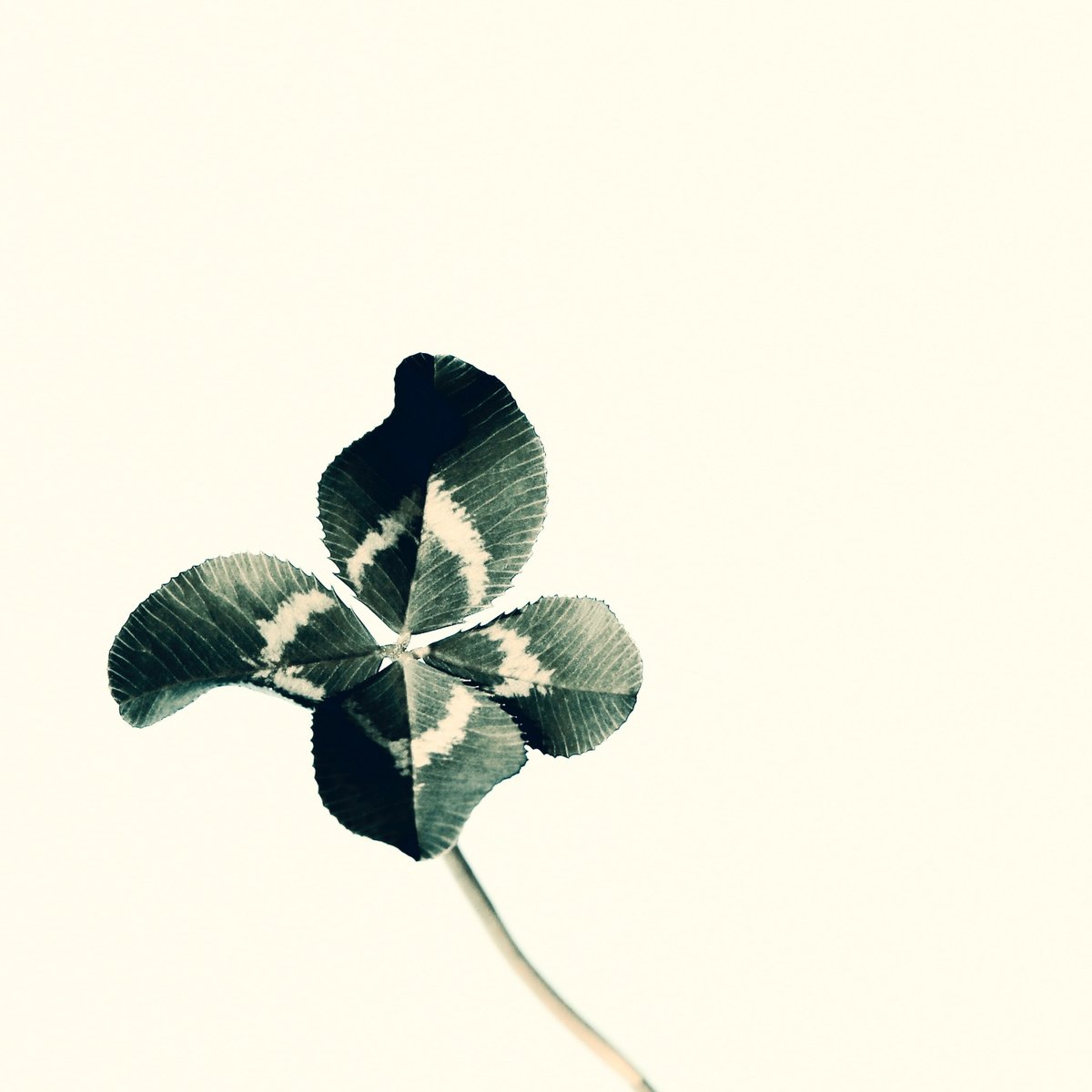Happy St Patrick's Day!

We hope you all celebrate appropriately, if you need a hand though, head on over to our Spotify below to listen to our St Paddy's Day playlist:

open.spotify.com/playlist/2VZCw…

📸 - Unsplash