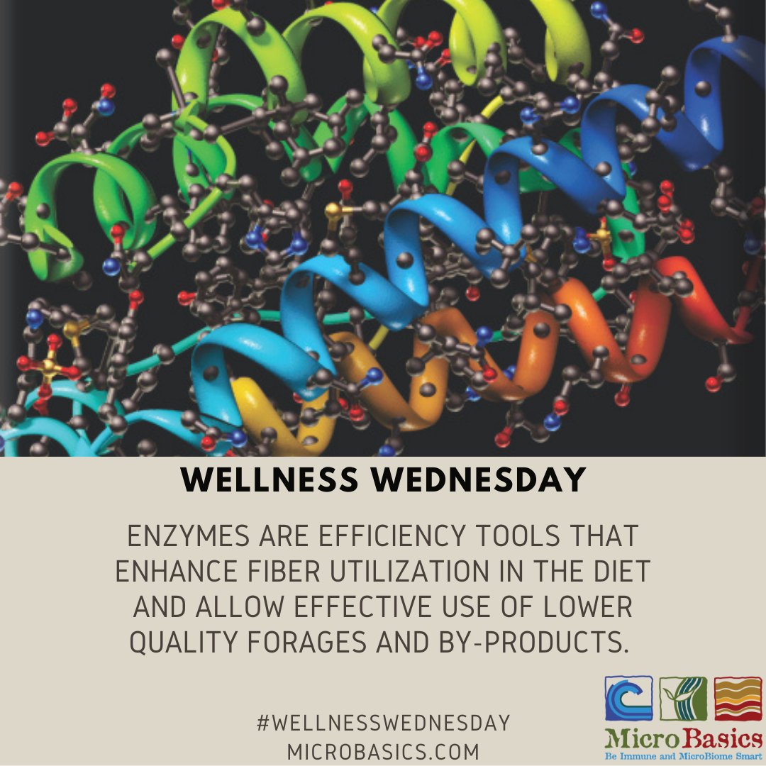MicroBasics's tweet image. Wellness Wednesday: Enzymes are Efficient

#WellnessWednesday #enzymes #microbasics #immunity #microbiome #natural #solutions #feedgooddogood #guthealth #converge #dairy #beef #poultry #aquaculture #chickens #calves #sheep #goats #pigs #health #gobacktobasics #wellness