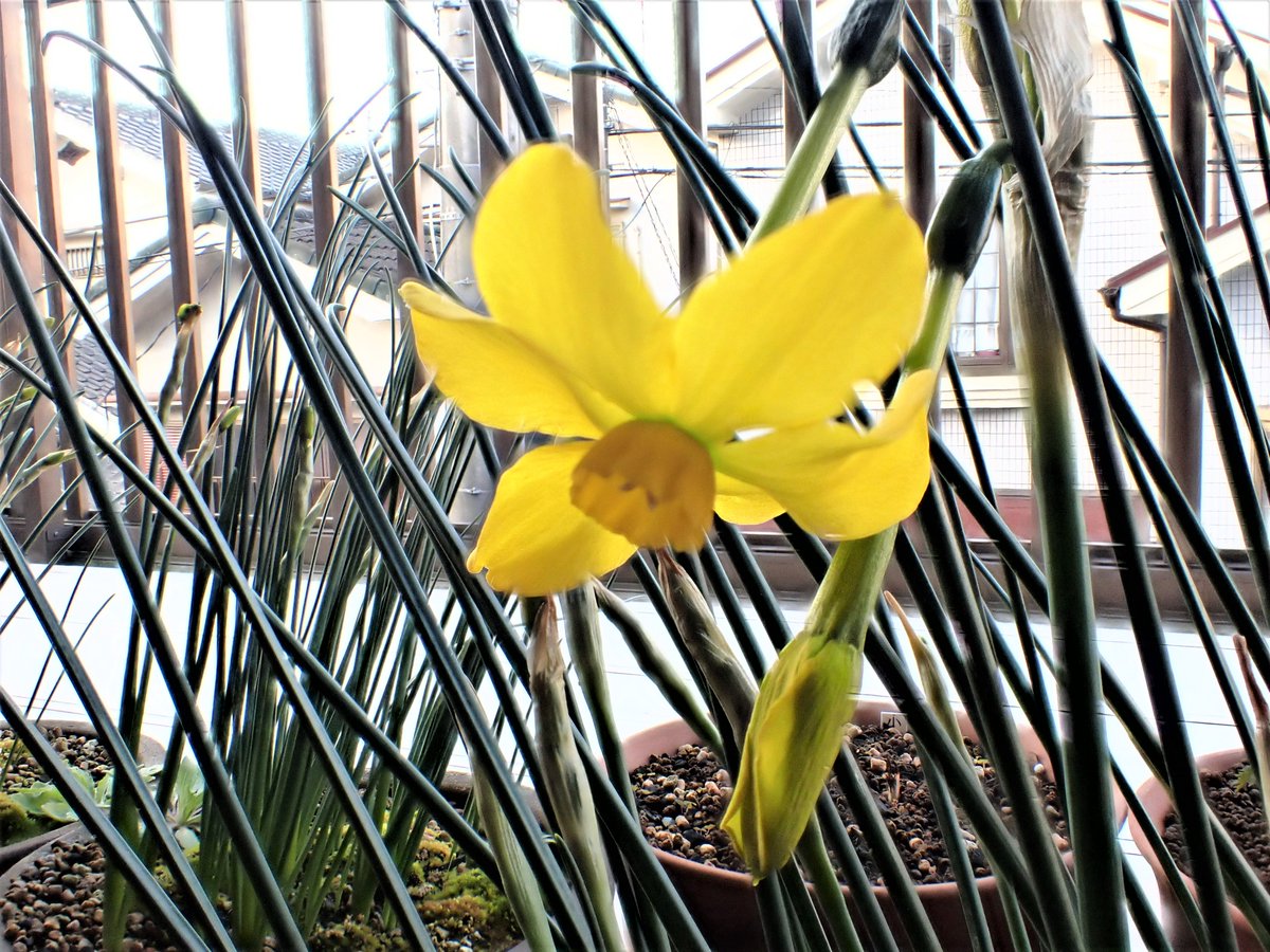 豆狸 ニオイスイセン 匂い水仙 Narcissus Jonquilla ヒガンバナ科の多年草 咲きました