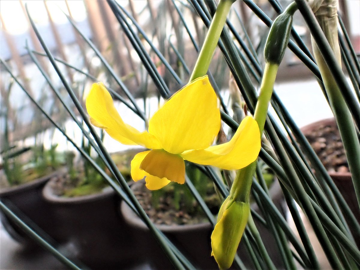 豆狸 ニオイスイセン 匂い水仙 Narcissus Jonquilla ヒガンバナ科の多年草 咲きました