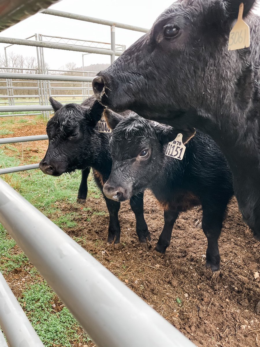 No_See_Em's tweet photo. Anaplasmosis is a major problem for Arkansas cattle producers. This spring, we recieved funding from @southernipm to test ticks from cows and pastures for Anaplasma. These ladies at the @AginArk Savoy Research Center helped us make our first collections this week #bugsoncows https://t.co/ulkyJljVWm