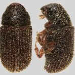 TreesWinnipeg's tweet photo. The snow is almost gone! Take a walk around your property: Any elm wood lying about? It could be a haven for the elm bark beetle. Get rid of it properly TODAY and help prevent the spread of Dutch elm disease.
Learn more: https://t.co/z42eyAhLqP
#YOTET #stopDED #saveourelms https://t.co/sabrS17ZgO