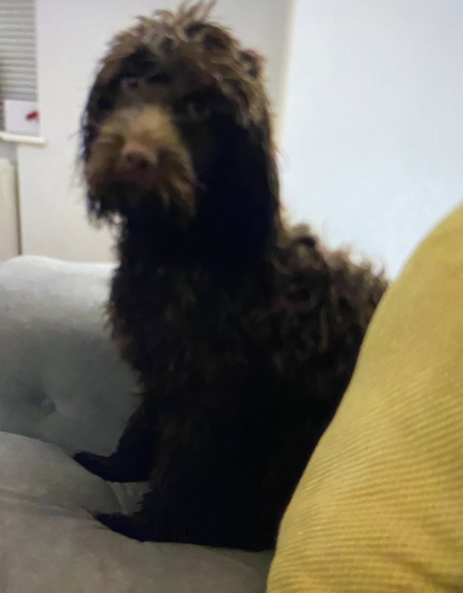 TheGuideLpool's tweet photo. ‼️ If anyone sees a cockapoo South Liverpool ways please call the number below. His name is Dixie. 

07889259896 https://t.co/qMiui1zjrA