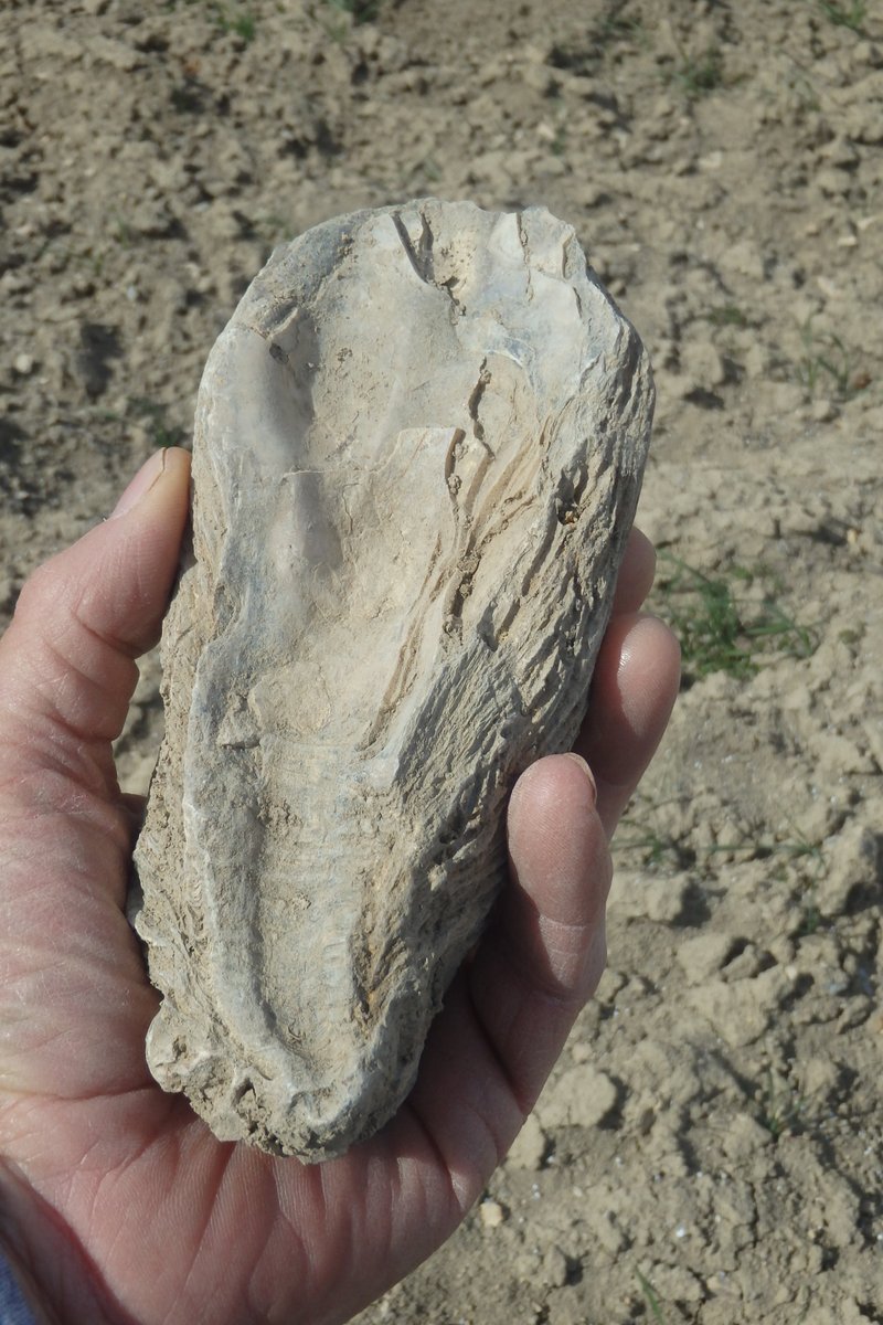 Fred13105's tweet photo. Dans quelques unes de nos parcelles,se trouvent des "gisements" de fossiles d'huitres 🦪 🦪 🦪
En général elles sont cassées,ce matin j'en ai trouvé une entière👍😵😉
En photo 4,celle de ce matin et une énorme(près de 30cm)trouvée il y a quelques années côte à côte 🤩 https://t.co/hBRPb07RYK