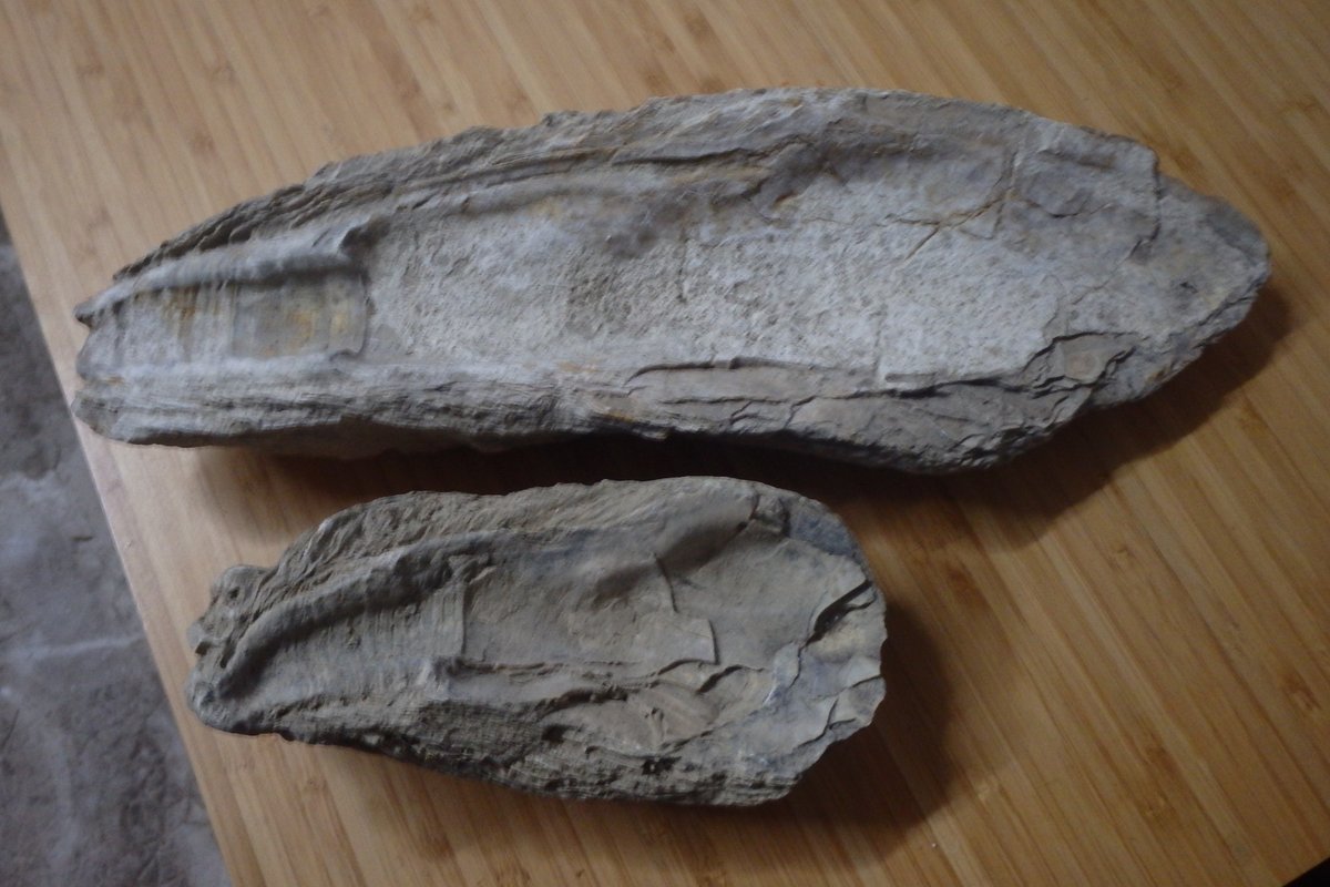 Dans quelques unes de nos parcelles,se trouvent des "gisements" de fossiles d'huitres 🦪 🦪 🦪
En général elles sont cassées,ce matin j'en ai trouvé une entière👍😵😉
En photo 4,celle de ce matin et une énorme(près de 30cm)trouvée il y a quelques années côte à côte 🤩