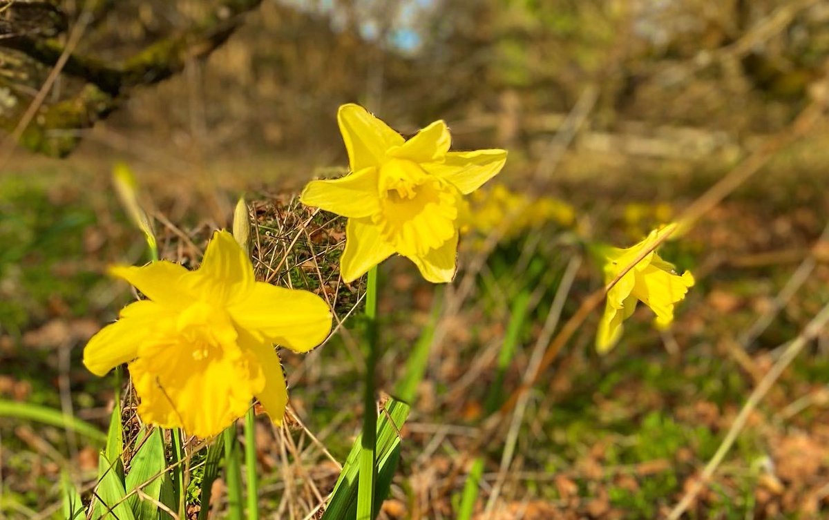 oldcrofthouse's tweet photo. We werenβt the only oneβs enjoying todayβs sunshine.
#SpringIsComing #Sunshine #buddingtrees #dancing #Daffodils #rejoicing #redsquirrels #putaspringinyourstep #getoutdoors #walkinnature #neverknowwhatyouwillfind #kirkbystephen #Cumbria #wildlifephotography #WildlifeWednesday https://t.co/WkMXSzP9RT