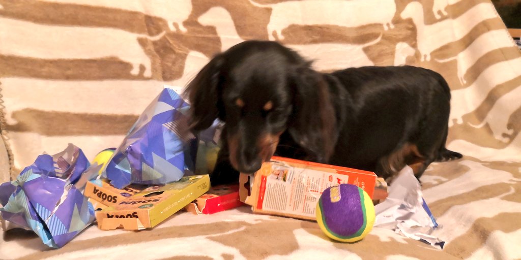 TobyDachshund1's tweet photo. Happy 5th birthday Fred Bear. New blanket, tennis balls and treats from @Soopapets to finish a lovely day spent sleeping on the sofa. https://t.co/L1cGP9Y7oP