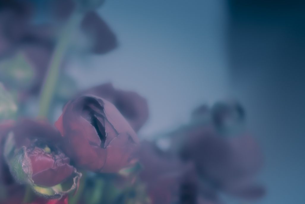 Laetitia Portal tweet media