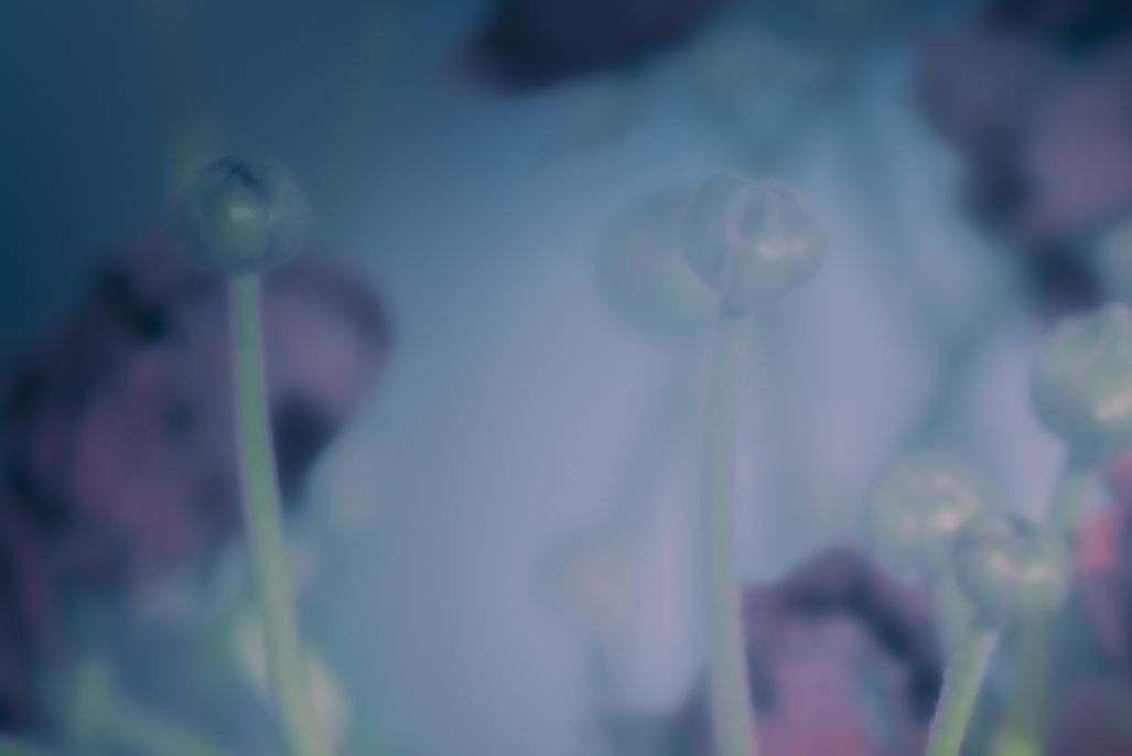 Laetitia Portal tweet media