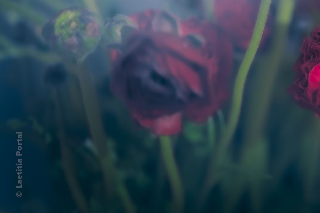 Laetitia Portal tweet media